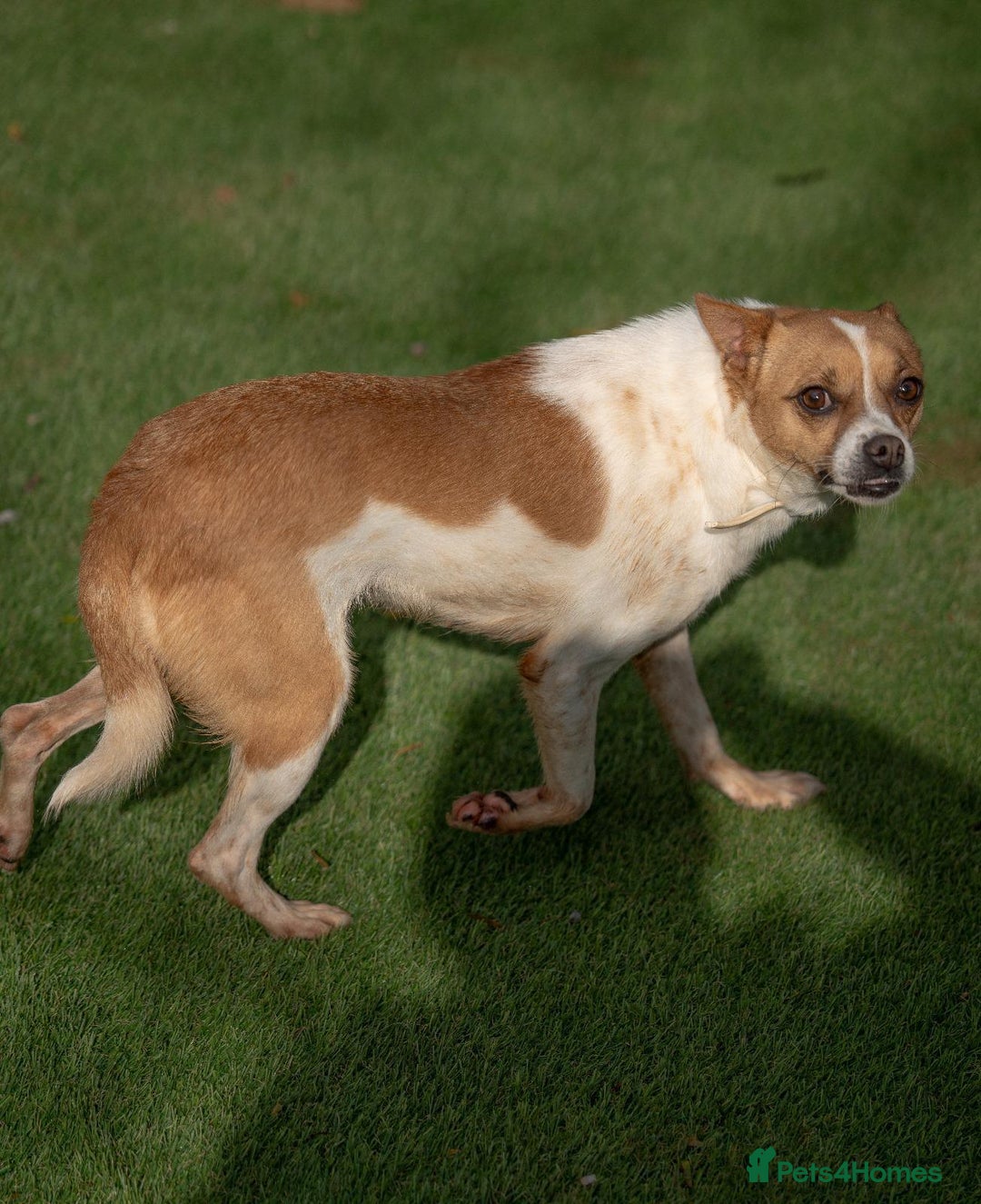 Miniature Pinscher dogs for adoption: Miniature Pinscher girl looking for a family! - Advert 5