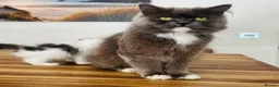 Persian cats for sale: Beautiful Persian Kittens Ready for Forever Homes - Advert 6