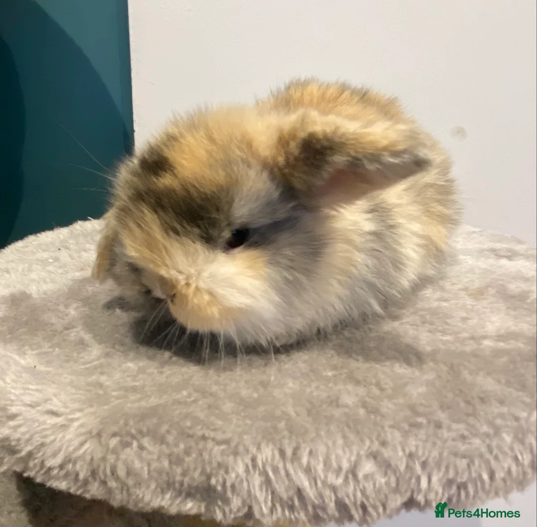 Mini Lion Lop rabbits for sale: For Sale: 6 Adorable Mini Lion Lop Bunnies 🐰 - Advert 16