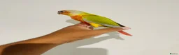 Conures birds for sale: Hand reared conures for sale  - Advert 15