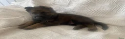 German Shepherd dogs for sale: GERMAN SHEPHERD PUPS WORKING LINE in Wigan - Advert 21