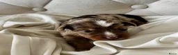 Yorkshire Terrier dogs for sale: Beautiful Choco & Choco Merle Puppies🤎🐾🎀 in Dunstable - Advert 22