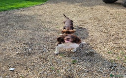 Sprocker dogs for sale: Sprocker puppies - Image 4