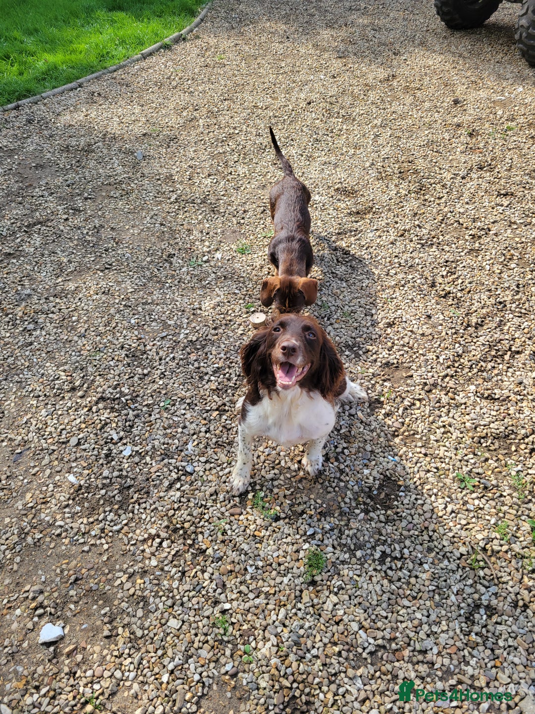 Sprocker dogs for sale: Sprocker puppies - Image 4