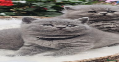 British Shorthair cats - Advert 12