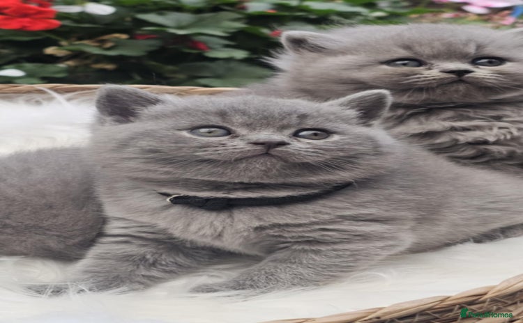 British Shorthair cats - Advert 4