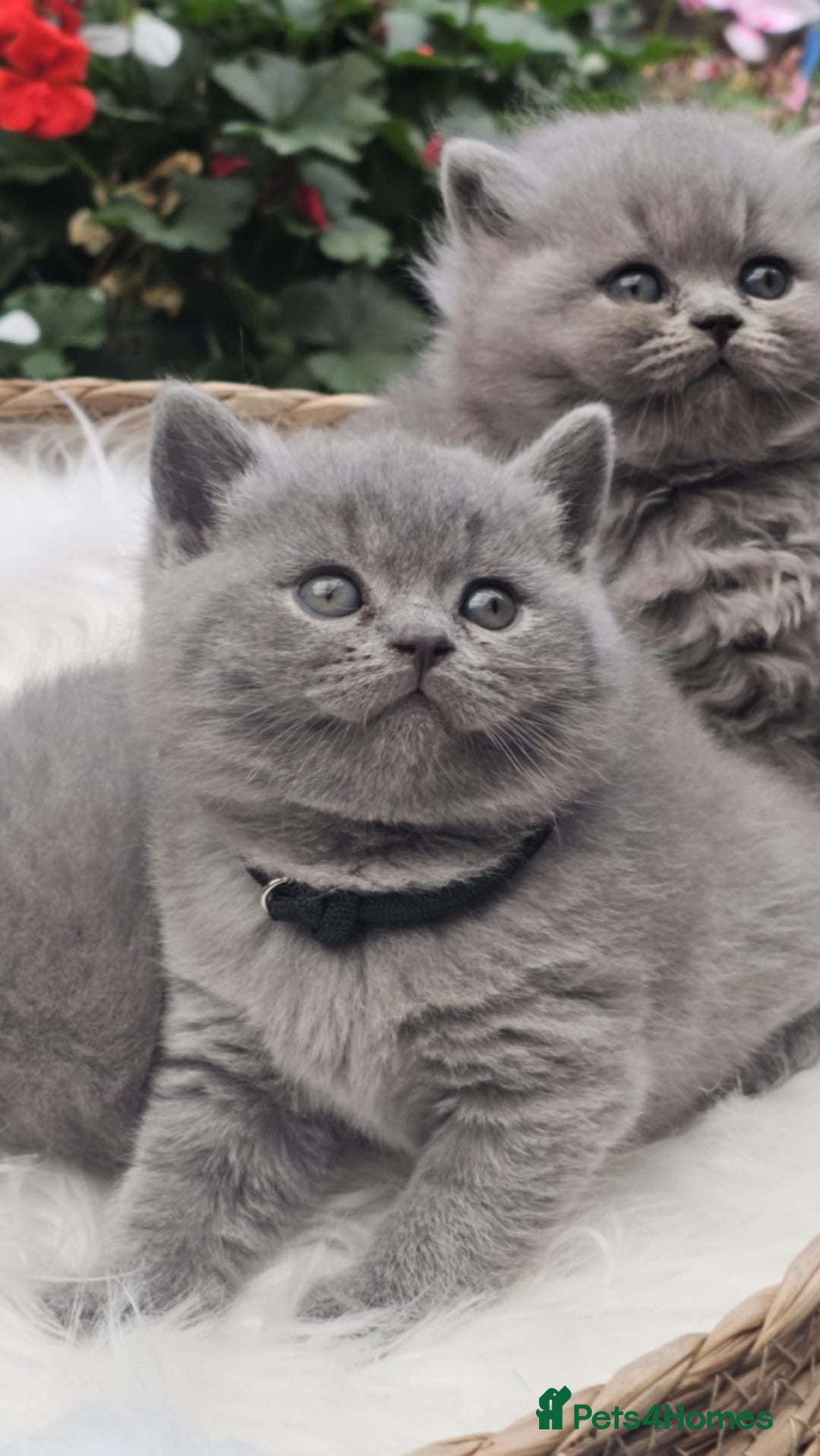 British Shorthair cats for sale: Show Quality Champions British Shorthair GCCF - Image 1