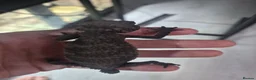Gecko reptiles for sale: 1.1 Nephrurus asper (Rough Knob-tailed Gecko)  - Advert 8