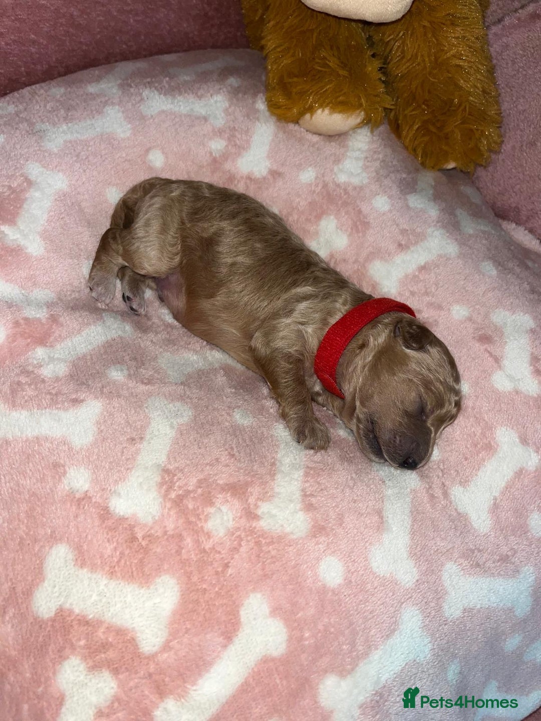 Cockapoo dogs for sale: 🌸3 gorgeous chunky Cockapoo puppy’s 🌸 - Image 19