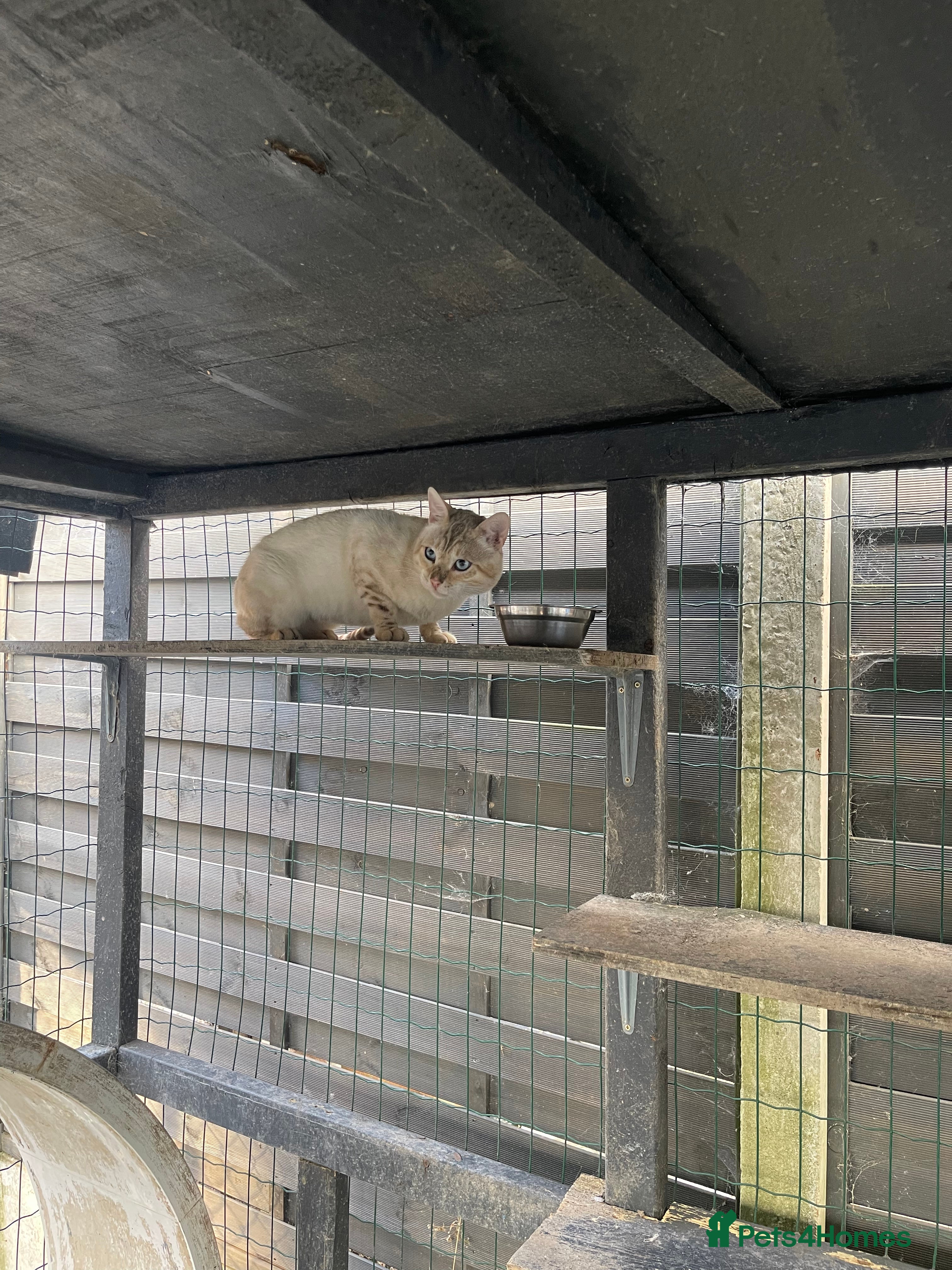 Bengal cats Male bengals for sale  - Advert 17