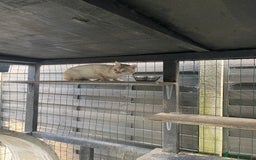 Bengal cats for sale: Male bengals for sale  - Image 1