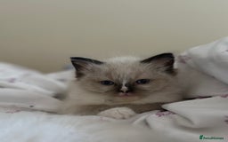 Ragdoll cats for sale: GCCF reg parents , pure breed ragdoll kittens 🤍 - Image 8
