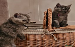 British Shorthair cats for sale: ✨British Shorthair Pedigree Kittens ✨ - Image 10