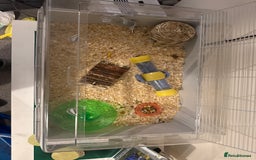 Hamster rodents for sale: Dwarf hamsters  - Image 3