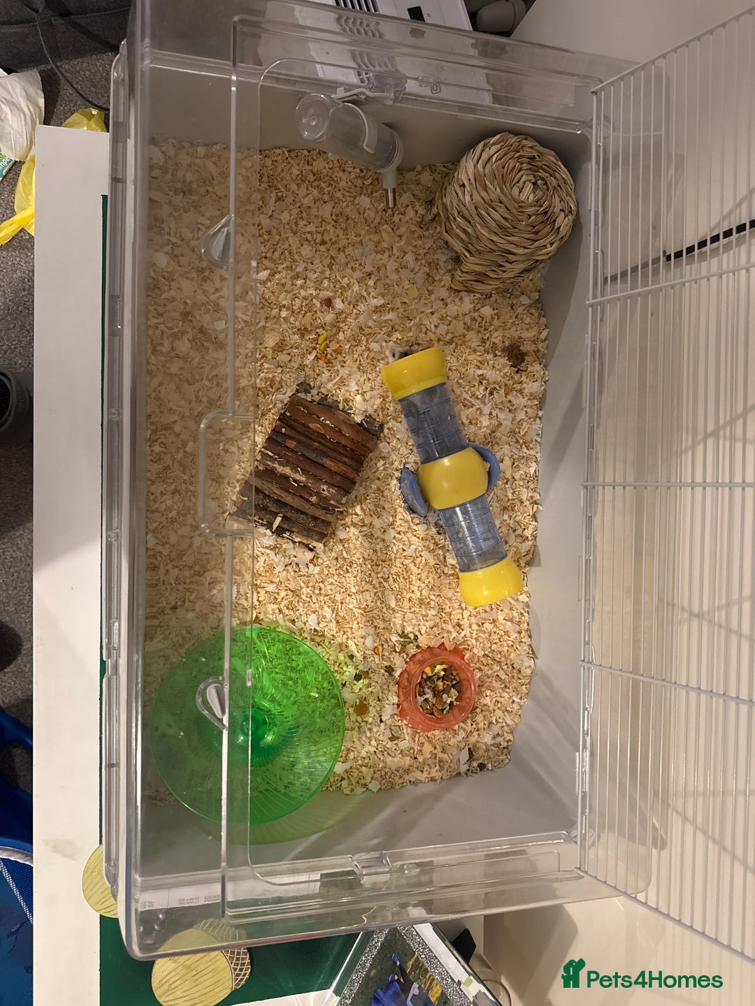 Hamster rodents for sale: Dwarf hamsters  - Image 3