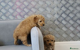 Cavapoochon dogs for sale: Cavapoochon puppies for sale - Advert 29