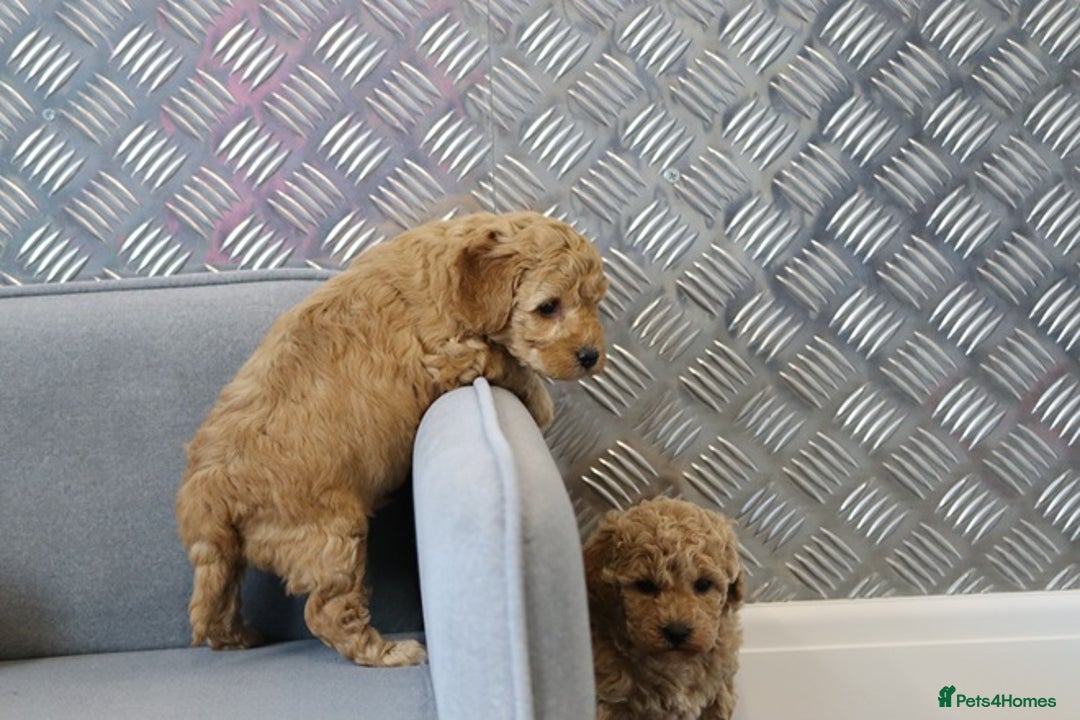 Cavapoochon dogs for sale: Cavapoochon puppies for sale - Advert 29