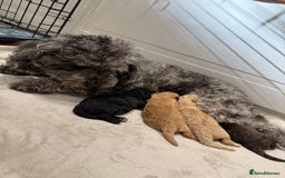 Toy Poodle dogs for sale: Adorable Toy Poodle Puppies  - Image 2