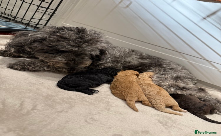 Toy Poodle dogs - Advert 1