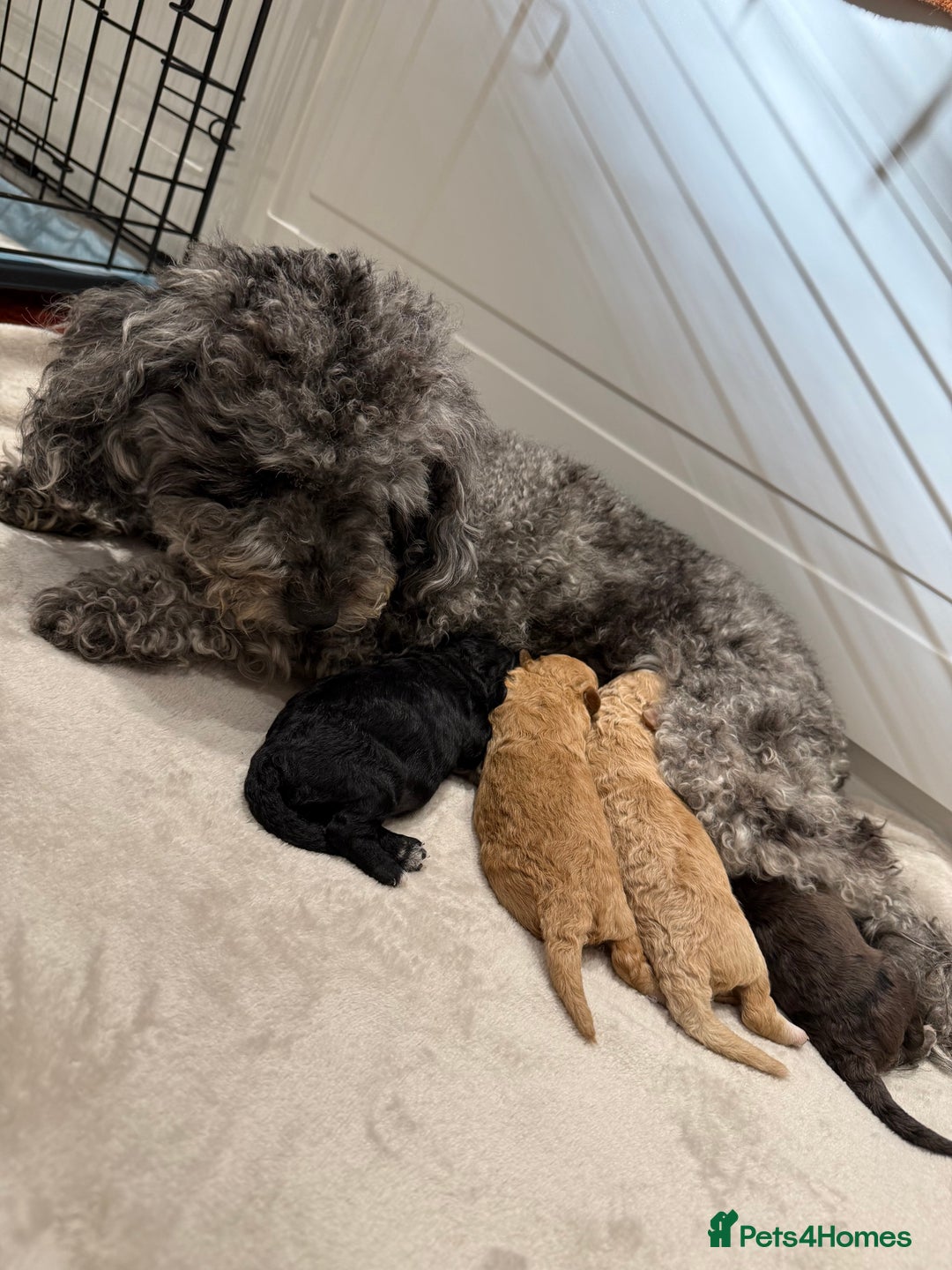 Toy Poodle dogs for sale: Adorable Toy Poodle Puppies  - Image 2