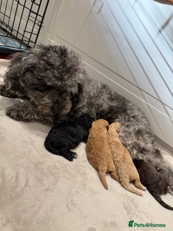 Toy Poodle dogs - Advert 1