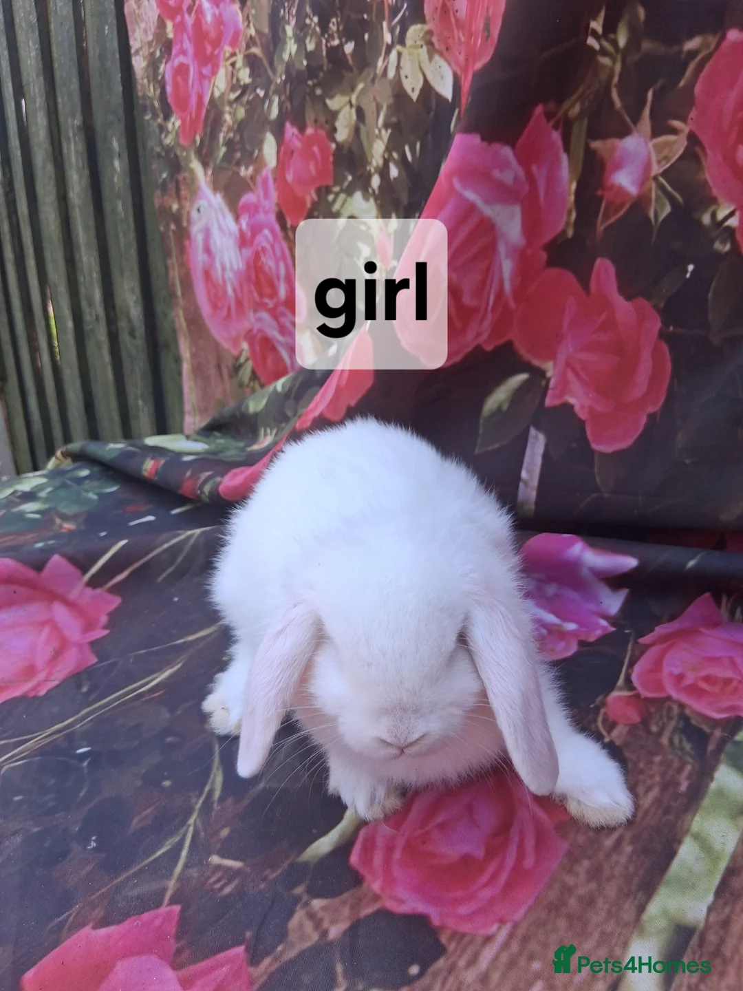 Mini Lop rabbits for sale: Mini lop babies - Advert 2