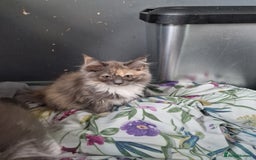 Maine Coon cats for sale: Main coon x ragdoll kittens  - Image 2
