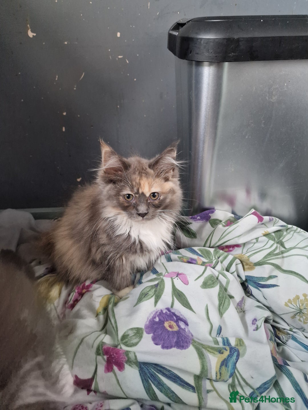 Maine Coon cats for sale: Main coon x ragdoll kittens  - Image 2