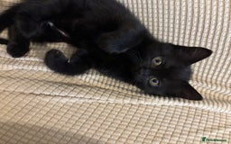 Mixed Breed cats for sale: Ragdoll/domestic shorthair  - Image 20