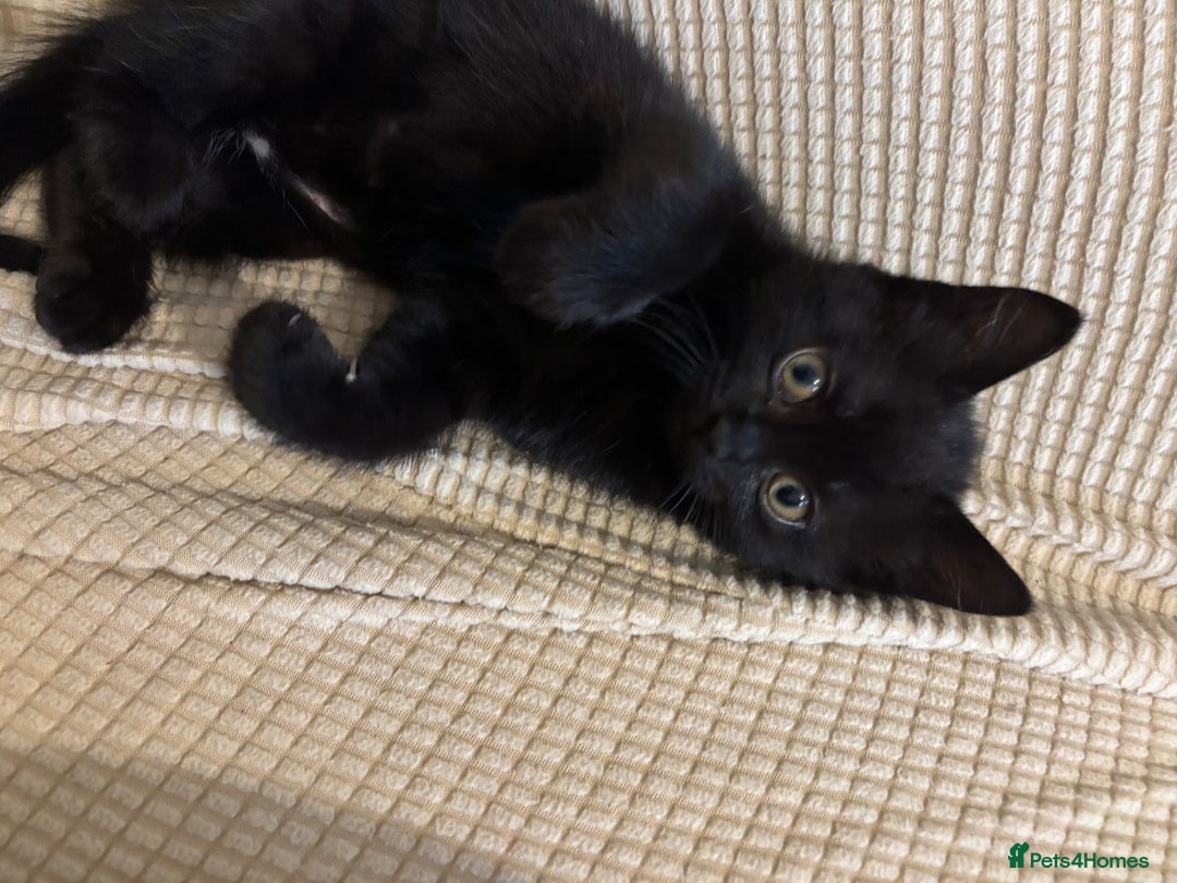 Mixed Breed cats for sale: Ragdoll/domestic shorthair  - Image 20