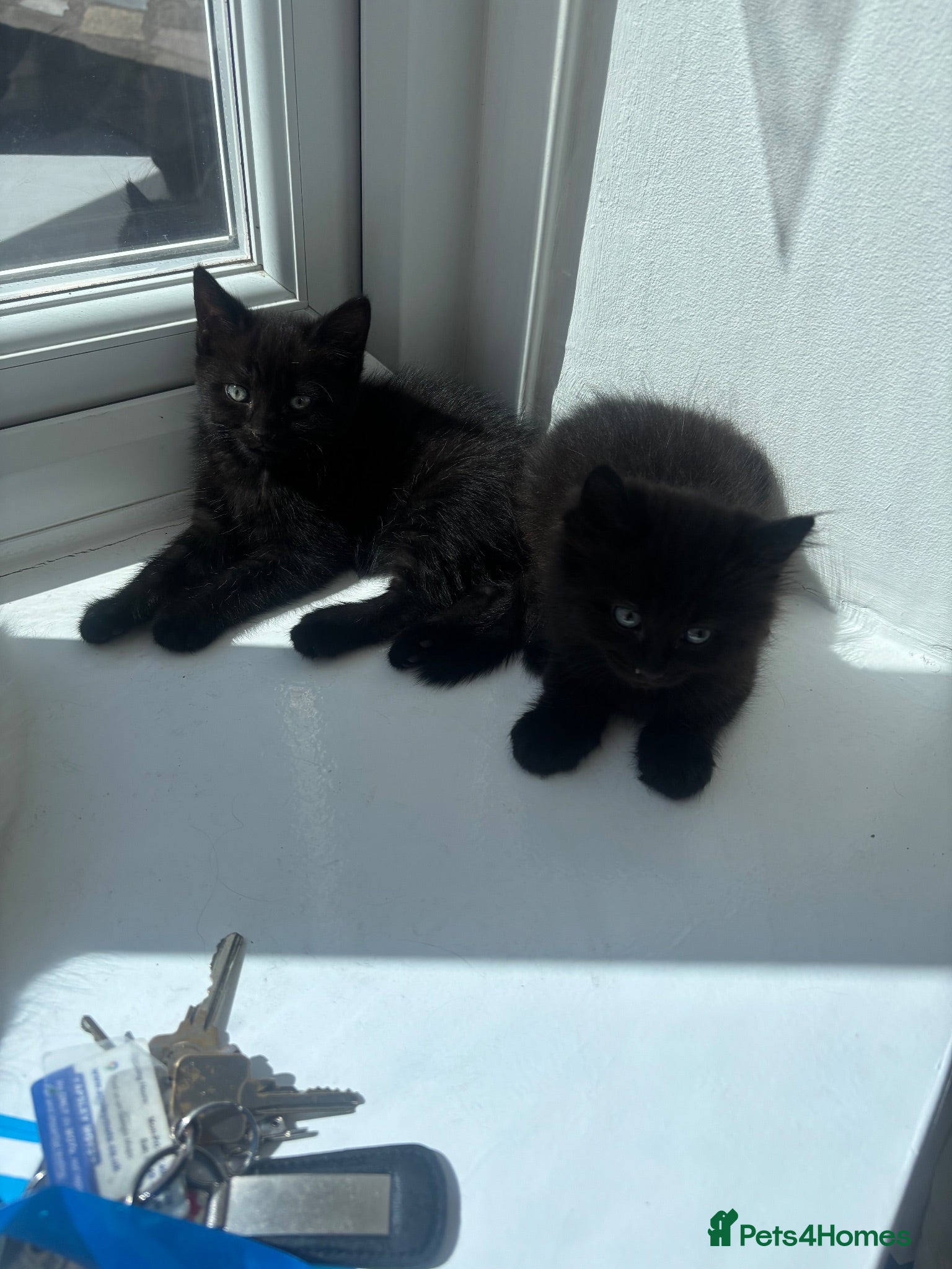 Mixed Breed cats Beautiful kittens  - Advert 2