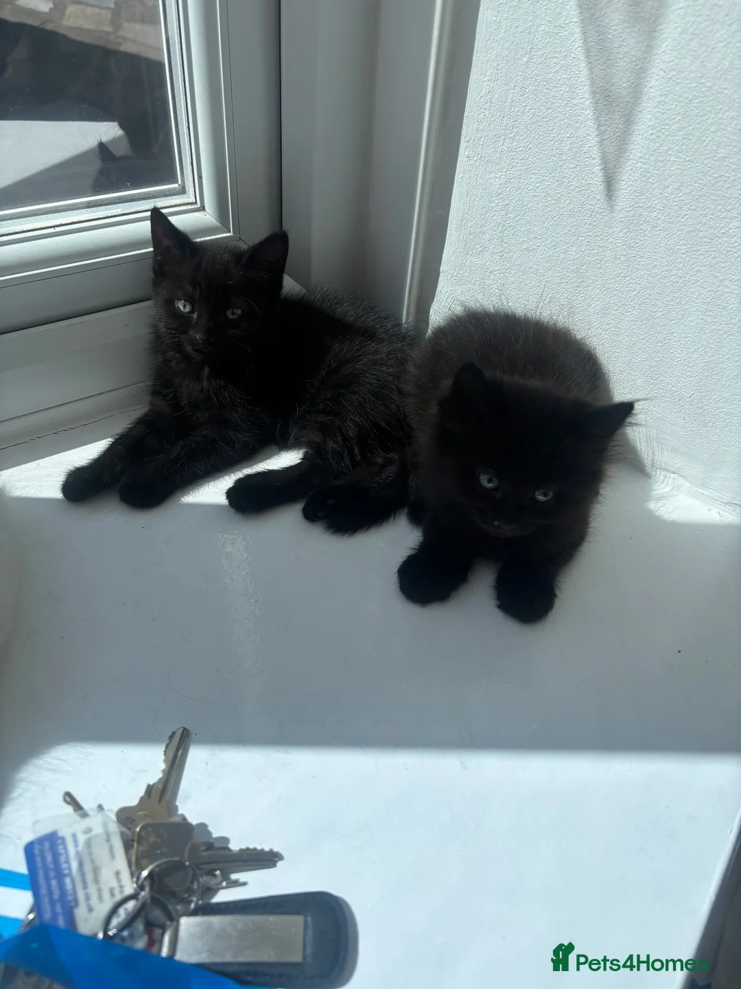 Mixed Breed cats for sale: Beautiful kittens  - Advert 1
