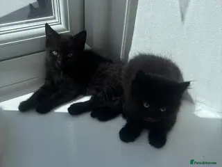 Mixed Breed cats Beautiful little girl left - Advert 2