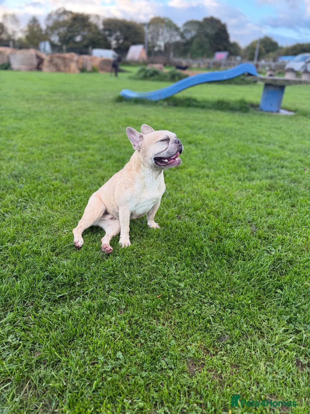 French Bulldog dogs for sale: KC REG FRENCHIE NEUTERED MALE  - Advert 2