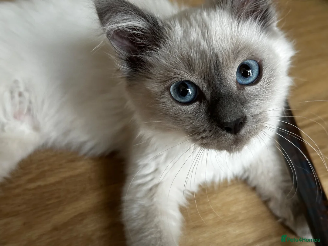 Birman cats for sale: Birman cat - Advert 1