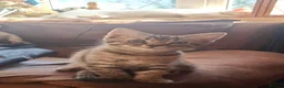 Mixed Breed cats for sale: Rag doll cross kittens - Advert 20