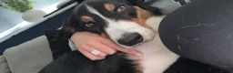 Border Collie dogs for sale: Louie is looking for his forever home  - Advert 5