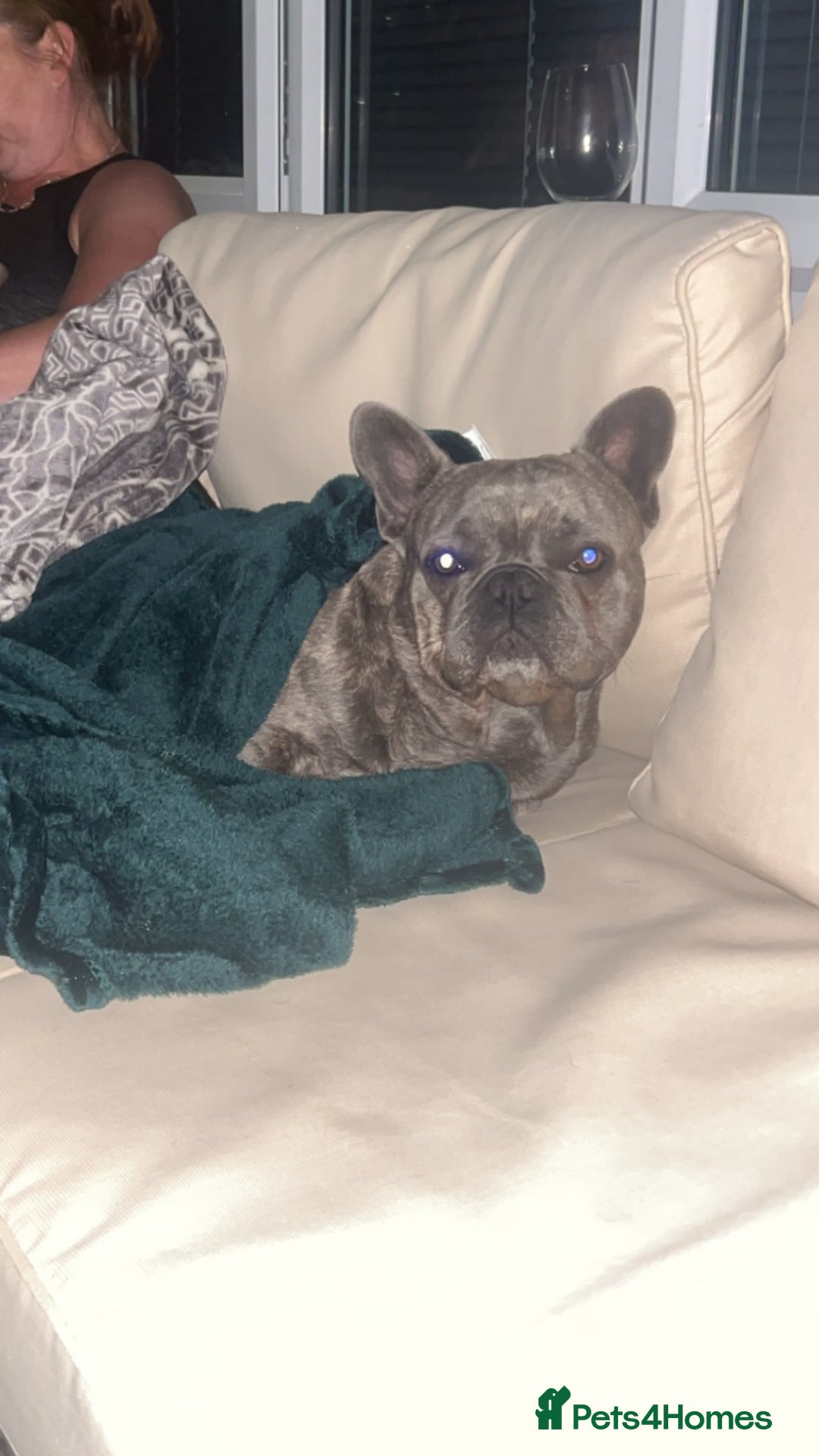 French Bulldog dogs for stud: frenchbulldog for stud   - Advert 9