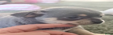 Chihuahua 1