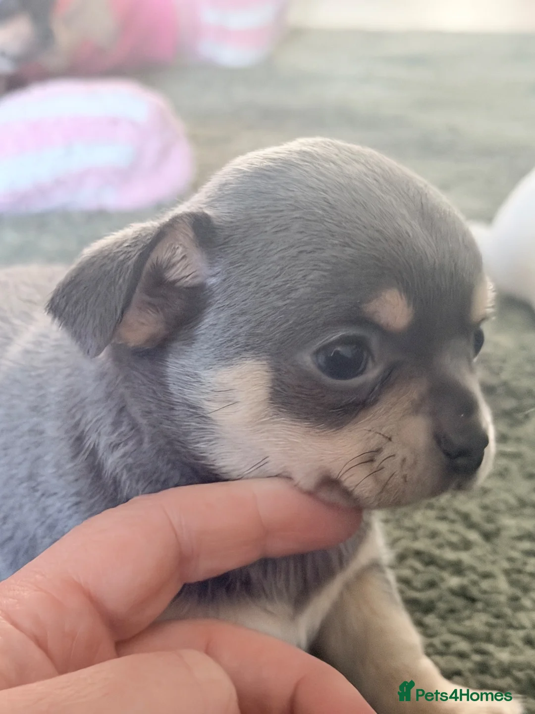 Chihuahua dogs for sale: Chihuahua boys  - Advert 33