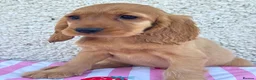 Cocker Spaniel dogs for sale: Show Cocker spaniel puppies - Advert 7