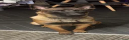 Belgian Shepherd Dog dogs for sale: Kilo  in Coventry - Advert 4