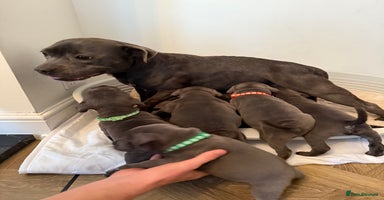 Staffordshire Bull Terrier dogs - Advert 1