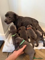 Staffordshire Bull Terrier dogs - Advert 1