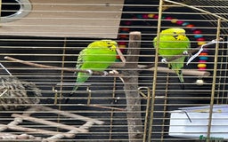 Budgerigars birds for sale: Budgie - Image 1