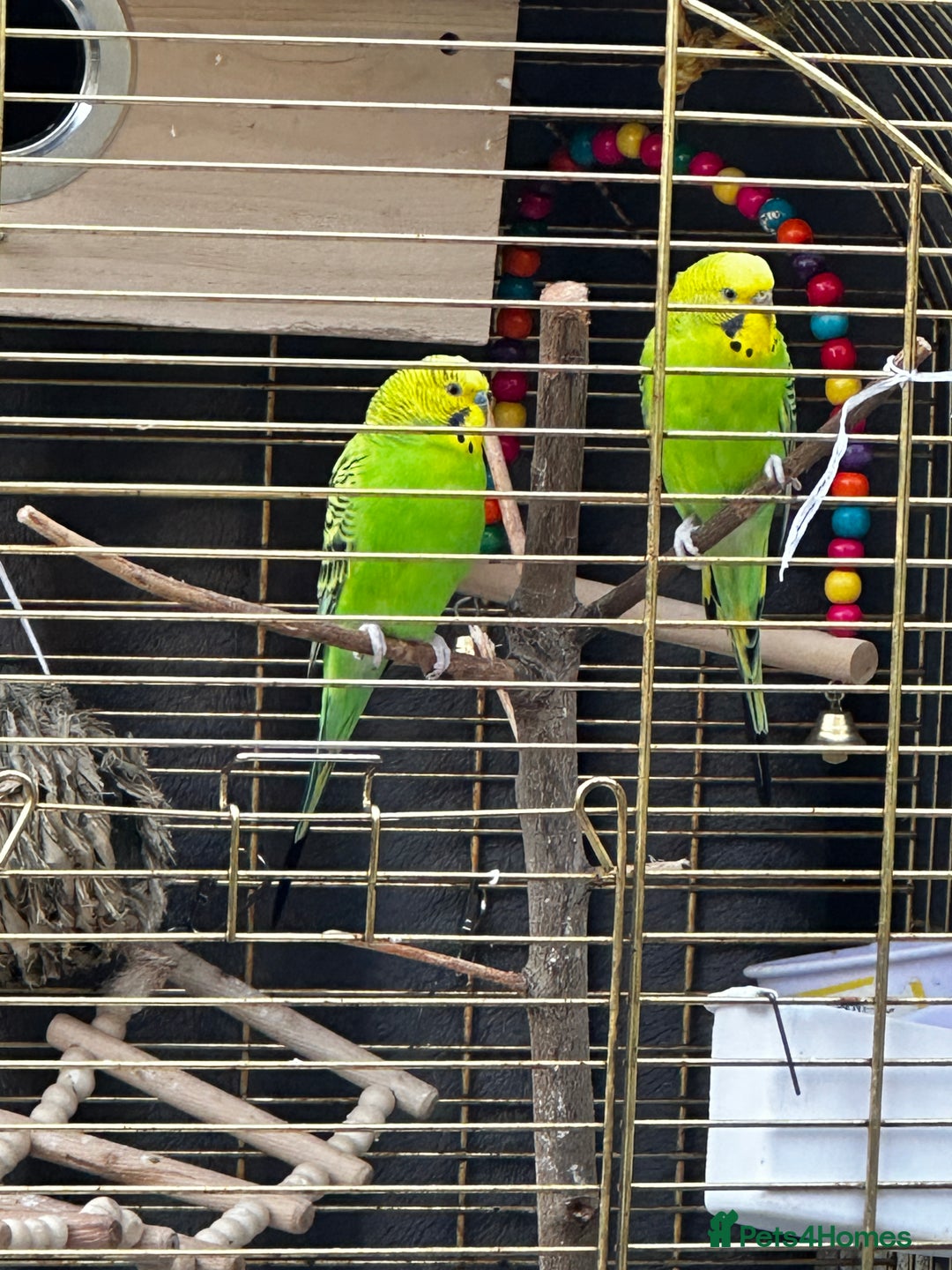 Budgerigars birds for sale: Budgie - Image 1