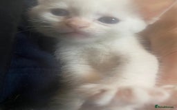 Sphynx cats for sale: Sphynx naked and coated  - Image 27