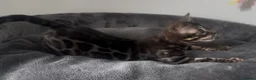 Bengal cats for sale: Exceptional kittens in silver, brown and charcoal - Advert 27