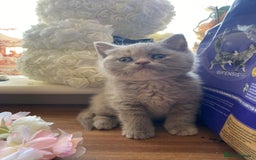 British Shorthair cats for sale: Stunning fluffy kittens  - Image 1