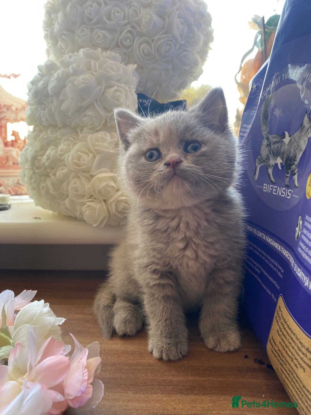 British Shorthair cats for sale: Stunning fluffy kittens  - Image 1